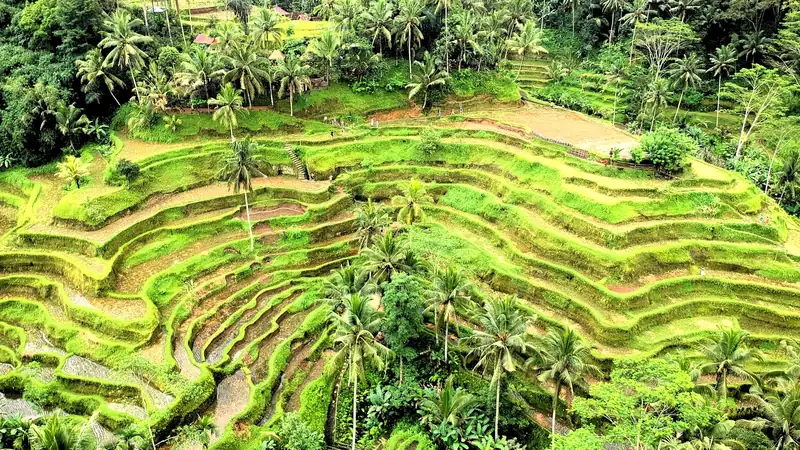 Stepped rice terraces curving down a green hillside near Ubud