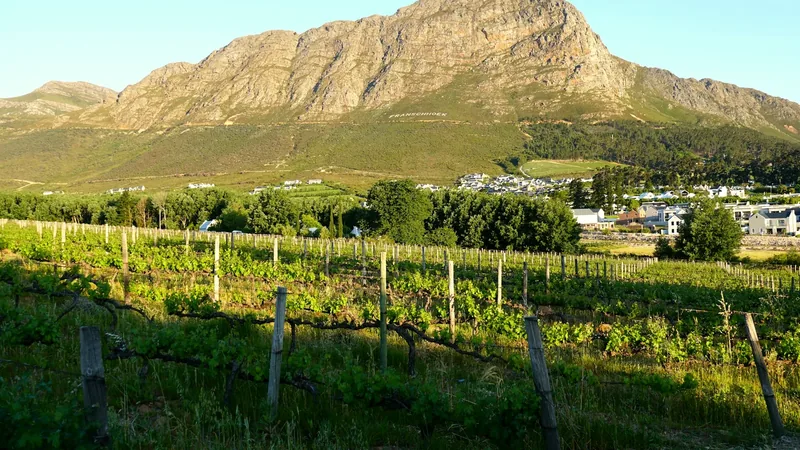 Rows of vines below a Cape mountain in the Stellenbosch winelands