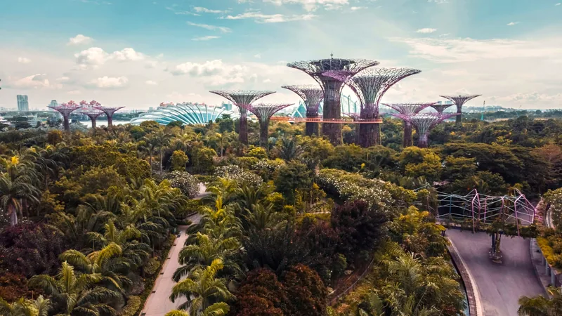 The Supertrees at Gardens by the Bay rising above dense greenery