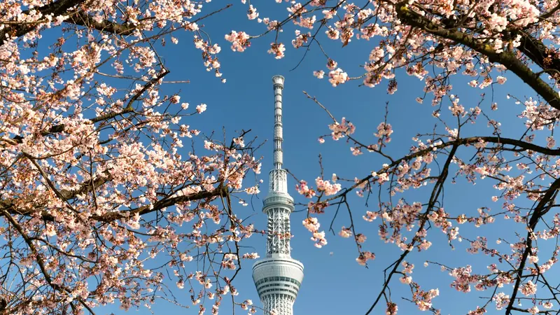 Cherry blossom branches framing the Tokyo Skytree against a blue sky